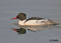 Mergus merganser